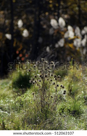 Similar – Foto Bild Camourflage Bodenbelag