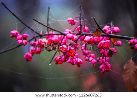 Similar – Image, Stock Photo Small flowers Environment