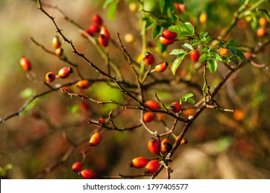 Autumn Wild Rose With Fruit