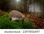 Autumn wildlfie. Autumn orange leaves with hedgehog. European Hedgehog, Erinaceus europaeus,  photo with wide angle. Cute funny animal with snipes. Wide angle lens wildlife photography.