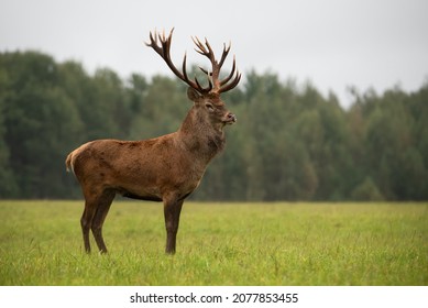 Autumn wildlife landscape with red deer (Cervus elaphus). Deer with large branched antlers on the background of a pine forest. Noble stag close-up, artistic look.  The roar of the deer. Hunting season