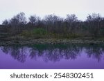 Autumn Wildlife Refugee Landscape with a Bold Eagle Sitting on the Sycamore Tree at O