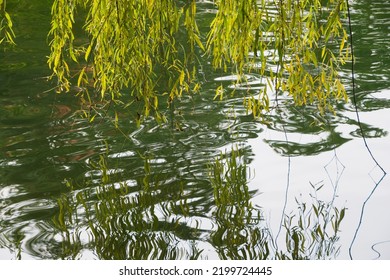 Autumn Willow Reflected On The Surface Of The Water
