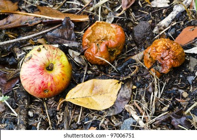 Autumn windfall apples - decomposing apples that have dropped from the tree in Fall