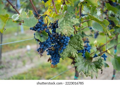 Autumn wine. Dark blue bunch of grapes from vineyards for further processing into wine. Selective focus. - Shutterstock ID 2223016785