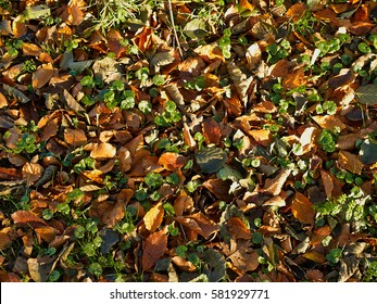 Autumn winter leaves falling on a ground great nature background image