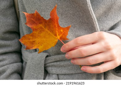 Autumn, Woman Holding In Her Hands Yellow Maple Leave, Closeup