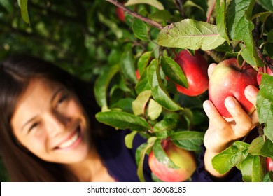 Autumn Woman Picking Apple From Tree. Shallow Depth Of Field, Focus On The Apple.