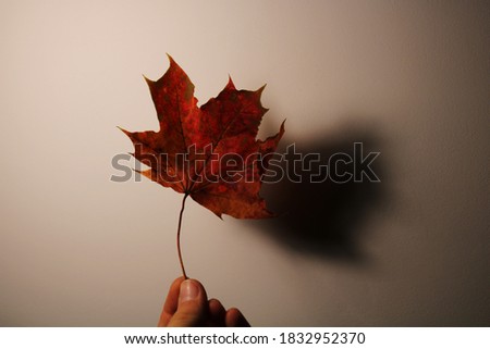 Similar – Image, Stock Photo red autumn leaf is held by hand