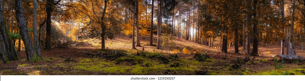 autumn woodland england uk  - Shutterstock ID 1219250257