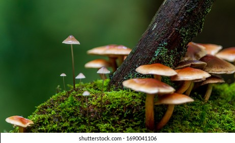 Autumn Woodland Fungi, Macro, Closeup 