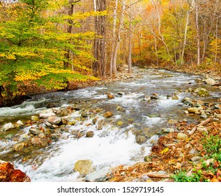 Autumn Woods Near White Oak Canyon, Virginia