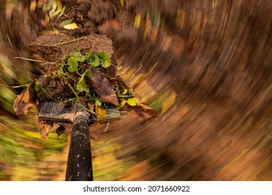 Autumn Yardwork. Digging The Garden With A Spade. Preparing Garden For Winter.