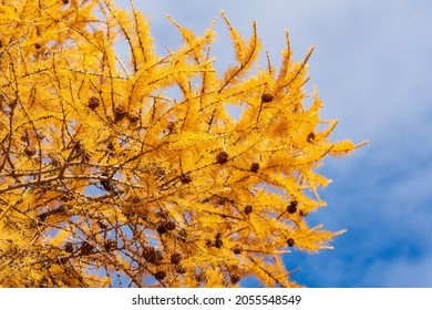 Autumn yellow branch of Larch tree Larix decidua with pine cones on background of blue sky with clouds. Coniferous tree in sunny weather.