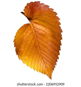 Autumn Yellow Colored Elm Tree Leaf Isolated