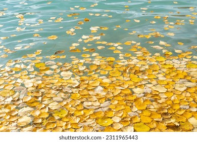 Autumn yellow fallen leaves on float on water, background texture. Colourful fall leaves in pond lake wate. Fall season leaves in rain puddle. Sunny autumn day foliage. - Powered by Shutterstock