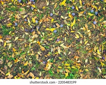 Autumn Yellow  Fallen Leaves Texture With Blue Plums On Green Grass