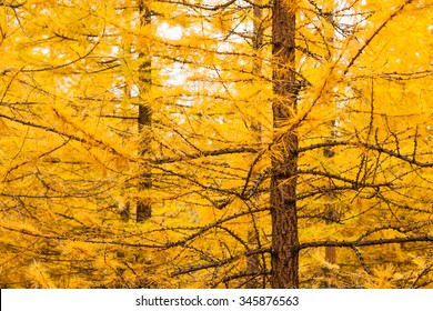 Autumn Yellow Larch Tree Background