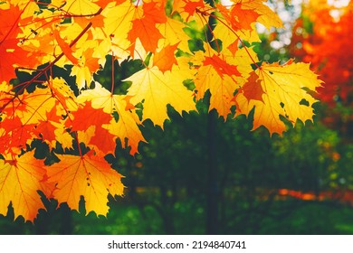 Autumn yellow leaf closeup. Bright orange autumn tree. Blur bokeh on background. Golden color flora in park. Light sunny october day. Shiny red fall leaves in garden Sun in sky. Change of fall nature