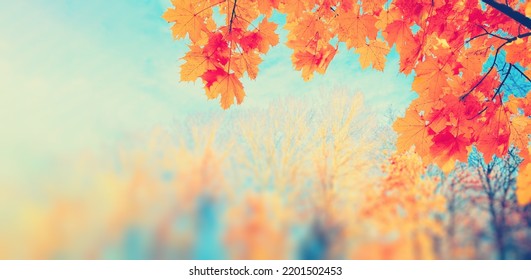 Autumn yellow leaf closeup. Bright orange tree change. Blur bokeh on background. Golden color in park Light sunny warm october day. Red leaves in garden Sun in blue sky. Fall nature woods sunset scene - Shutterstock ID 2201502453