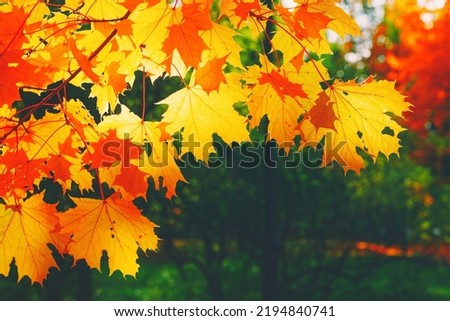 Autumn yellow leaf closeup. Bright orange autumn tree. Blur bokeh on background. Golden color flora in park. Light sunny october day. Shiny red fall leaves in garden Sun in sky. Change of fall nature