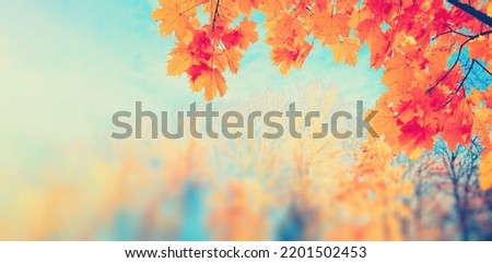 Autumn yellow leaf closeup. Bright orange tree change. Blur bokeh on background. Golden color in park Light sunny warm october day. Red leaves in garden Sun in blue sky. Fall nature woods sunset scene