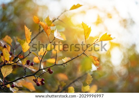 Autumn yellow leaves and Hawthorn fruits on a branch. Medicinal plant , known as hawthorn ( may, mayblossom, maythorn, quickthorn, whitethorn, motherdie, haw )  Autumn background. 