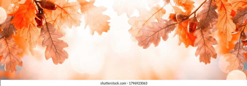 Autumn yellow leaves of oak tree with acorns in autumn park. Fall background with leaves in sun lights with bokeh. Beautiful nature landscape. - Shutterstock ID 1796923063