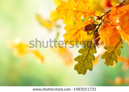 Autumn yellow leaves  of oak tree in autumn park. Fall background with leaves. Beautiful autumn landscape.