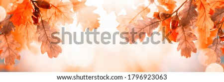 Autumn yellow leaves of oak tree with acorns in autumn park. Fall background with leaves in sun lights with bokeh. Beautiful nature landscape.