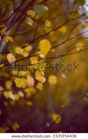 Similar – birch Nature Autumn Tree