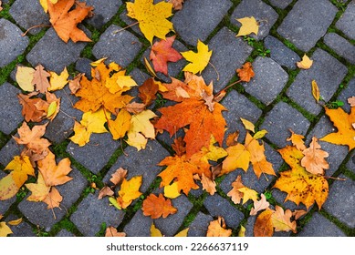 Autumn yellow leaves on gray stone paving stones. Autumn background.
