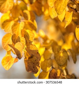 Autumn yellow leaves of poplar. De focused picture