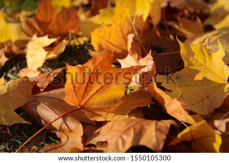 Similar – leaf sizes Environment