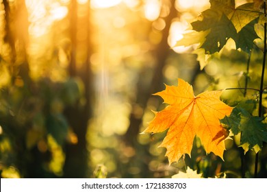 Autumn yellow maple leaf among green foliage. Early Autumn. - Powered by Shutterstock