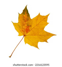 Autumn yellow maple leaf isolated on white
