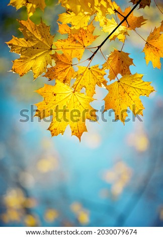 Autumn yellow maple leaves on a blurred forest background, very shallow focus. Colorful foliage in the autumn park. Excellent background on the theme of autumn.