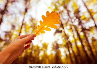 Autumn yellow oak leaf in female hand against background of sun in forest - Powered by Shutterstock