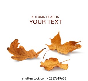 Autumn yellow orange leaves falling down Isolated on white background - Powered by Shutterstock