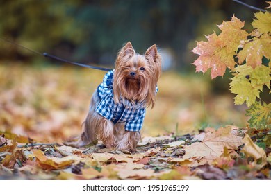 Autumn Yorkshire Terrier Running And Playing 