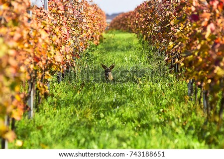 Similar – Image, Stock Photo aphid Beautiful weather