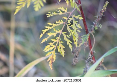 Autumnal Annual Ragweed Leaves Close-up View With Blurred Background