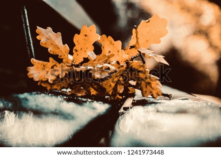 Similar – autumn window Environment