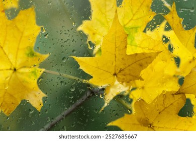 autumnal bright maple leaves behind wet glass with raindrops texture. autumn season background. symbol of fall time. rainy weather concept. atmosphere romantic nature image - Powered by Shutterstock