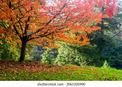 Autumnal Color Near Windermere, Cumbria, UK.