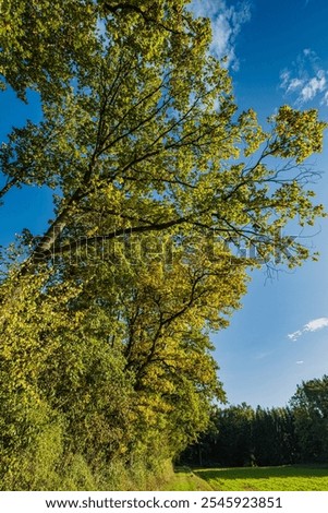 Similar – Image, Stock Photo Autumn-colored deciduous trees and a weeping willow on the banks of the Jacobiweiher in Frankfurt am Main