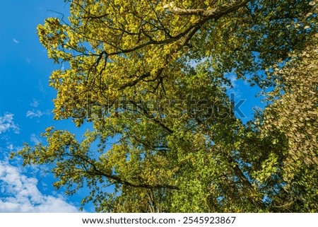 Similar – Image, Stock Photo Autumn-colored deciduous trees and a weeping willow on the banks of the Jacobiweiher in Frankfurt am Main