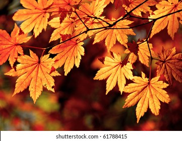 Autumnal colored leaves, maple
