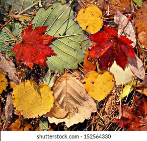 Autumnal Colored Leaves, Maple Leaf Litter 