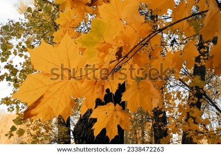 Autumnal colorful park covered with yellow and gold maple leaves in sunny weather.
